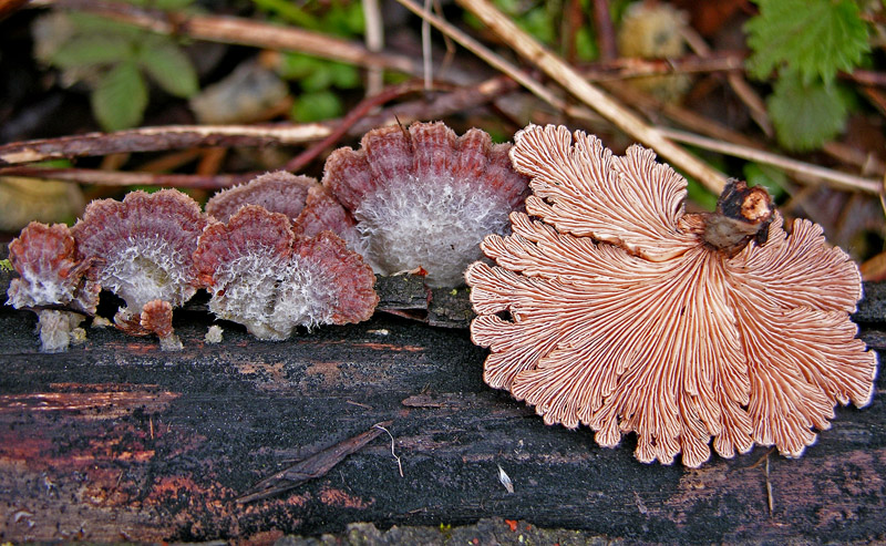 Avete voglia di funghi di oggi....guardate questo post.